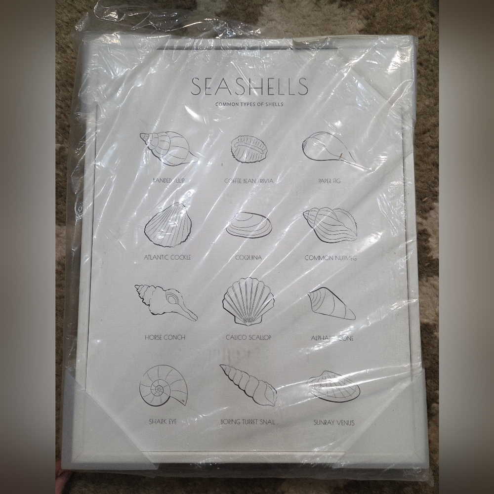 Stupell Seashell Guide for Common Shells Minimal Nautical Picture